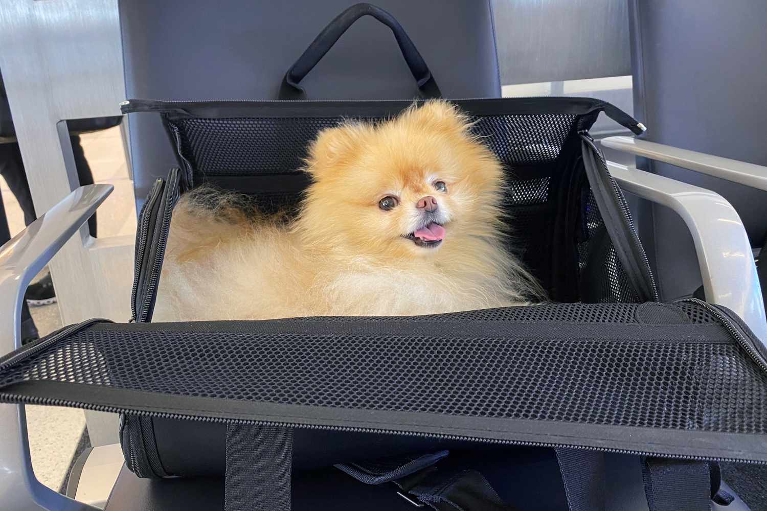 Pet Carriers